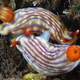 Illustration for article titled The Savage Colors of Naked, Toxic Sea Snails